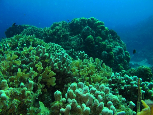 Snorkel arrecifes